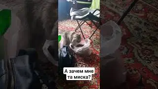 Катейка #кошка