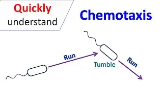 Chemotaxis