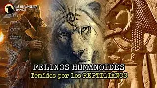 LOS FELINOS HUMANOIDES, temidos por los REPTILIANOS