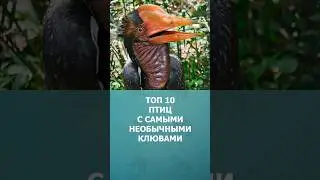 Топ 10 птиц с самыми необычными клювами 