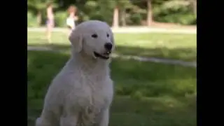 Homeward Bound 2- Riley's Backstory