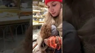 Марсику то уже 11 месяцев! 🥹🐶 #собака #тойпудель #пудель