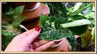 Моя коллекция СИНГОНИУМОВ