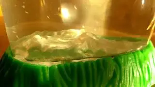 Sea Monkeys Mating and Enjoying Life