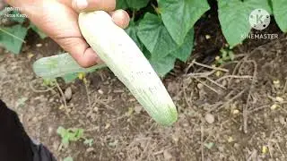 Village Life in Nagaland  farming of organic vegetables. amazing 🤩