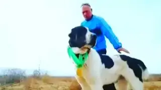 Лебапский Аждар