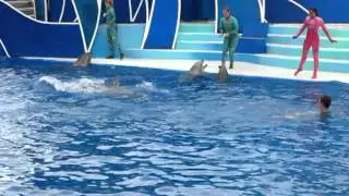 Шоу Дельфинов