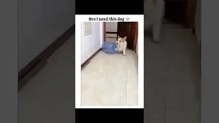 Bro I need this dog😳💀😂