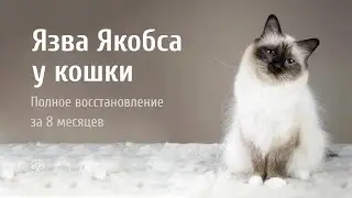 РИЦИНИОЛ. Язва Якобса у кошки. Отзыв