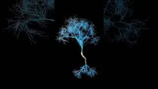 signal conduction in neuron #exam #subscribe #biology #science #viral #viralshorts