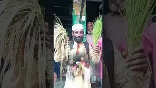ঢাকার শহরে ধান লাগাবে দলের প্রতি কি ভালোবাসা #vairalshort #love #probashi #vnpc