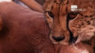 Animal Planet HD World | IntelSat 17 @66°E | Full Channel List |