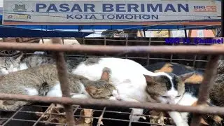 Pasar extreme Tomohon, Jual Daging Anjing, Kucing, Tikus, dll.