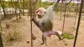 Дали Деду УСПОКОИН! Но он только ПРИДАЛ ЕМУ СИЛ! Гамадрилий ДОМ2!