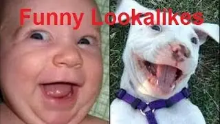 Funny Dog Lookalikes (Dog Look-alike compilation) DDOF