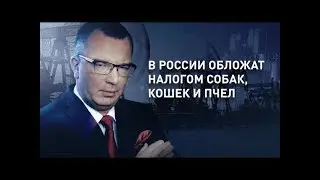 Юрий Пронько и Валентин Катасонов - В России обложат налогом собак, кошек и пчёл? Царьград ТВ...