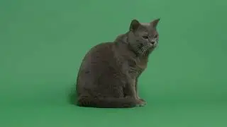 Серая кошка на хромакее3