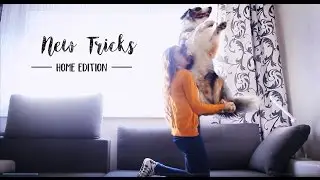 New tricks-home edition-