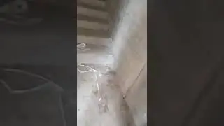 2 haftalik kelinchak eriga xiyonat qildi