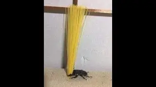 Beetle dropping his spaghetti meme