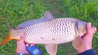 Ох и мощные здесь карпы! Ловля карпа на горох на пруду