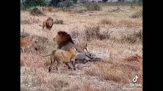 Lion vs Leopard