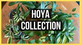 Hoya Collection  ||  6 different varieties