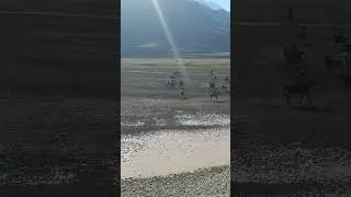 бузкаши дар н нуробод