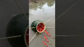 Survival Skills: Single mom with watermelon fish trap #survival #camping #bushcraft #fish