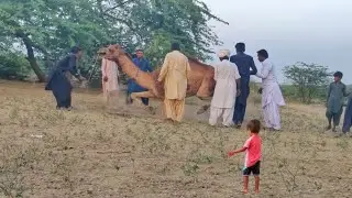 Ootni bemar ho gai #camel