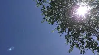 Голуби в полете. Последний день весны.