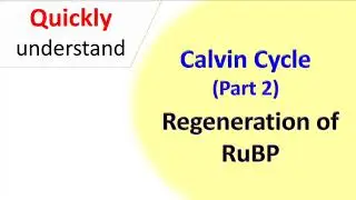 Calvin cycle (part 2) regeneration of RuBP