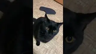 Псих получил по морде 
