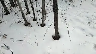 Охота на зайцев петлями. Hare hunting with snare.