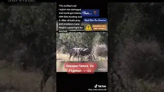 This buffalo's tail region was damaged and could get infected with flies buzzing over it.