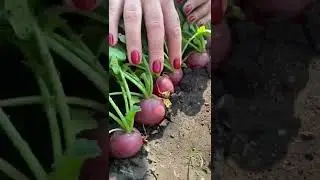 🌱Редис ЧЕРРИЭТ. 