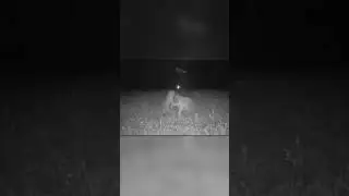 Bobcat Attacking Coyote