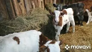 НАКОНЕЦ ОН РОДИЛСЯ-ЧЕРНО-БЕЛЫЙ!ОТЕЛИЛАСЬ НЕТЕЛЬ!ЕЩЕ ДВА ТЕЛЕНКА!ПОЛУЧИЛА ЛУК-СЕВОК !МОЯ РАССАДА!