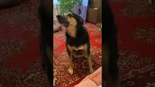 Люся меня прогоняет с кресла😁 
