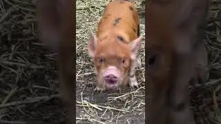 You Need a Kunekune Piglet Because... 🐽🥰 #shorts #kunekune #piglets