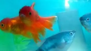The Secret Behind Amazing Aquarium Gold Fish!