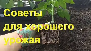 КАК САЖАТЬ ПЕРЕЦ. ЛУЧШИЙ способ