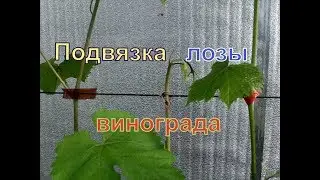 Виноград. Как и чем подвязать виноградную лозу.