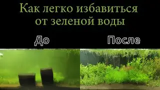 Как быстро справиться с зеленой водой