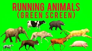 Green Screen Animal Running Video | animal green screen stampede cartoon#animal #stampede #animalrun