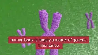 How to increase Y Chromosome in human body