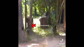 ПРАНК НАД СОБАКАМИ / игрушечный тигр и лев😂🤣