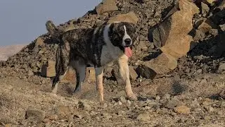 Orlan King of the Mountain! Turkmen Wolfhound - Central Asian Dog Alabai.