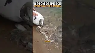 Особая вода превращает всё в камень.