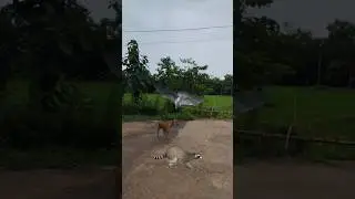 Raccoon Dog And Falcon Attack #shorts #shortvideo #youtubeshorts